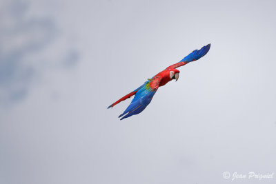 Beauval 2019