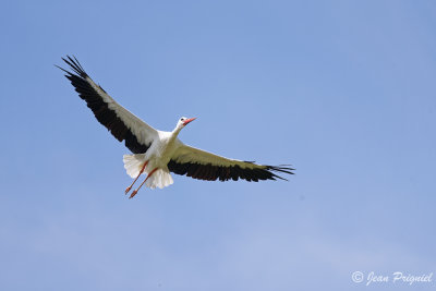 Beauval 2019