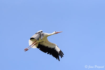 Beauval 2019