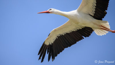 Beauval 2019