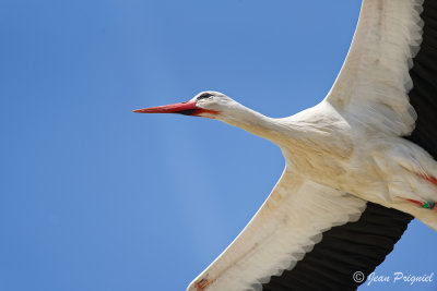 Beauval 2019