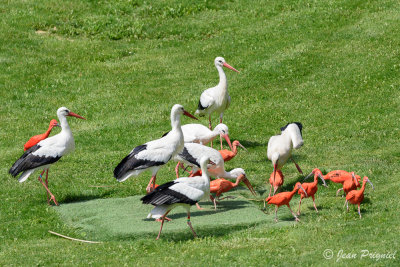 Beauval 2019