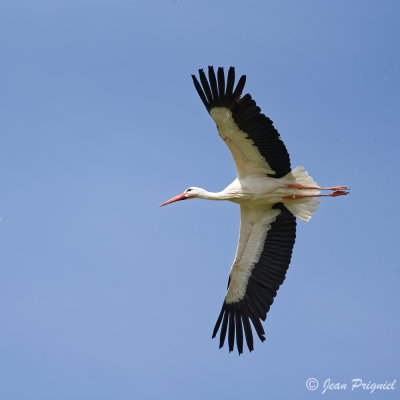 Beauval 2019