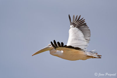 Beauval 2019