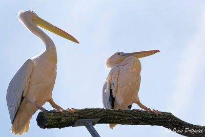 Beauval 2019