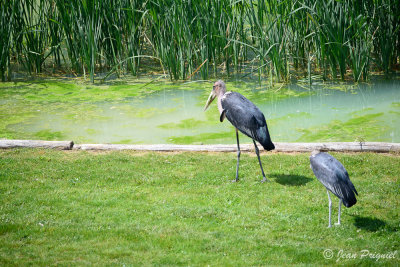 Beauval 2019