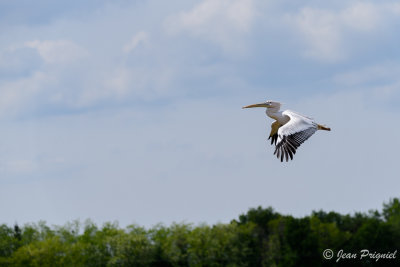Beauval 2019