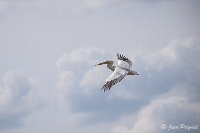 Beauval 2019