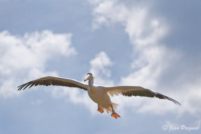 Beauval 2019