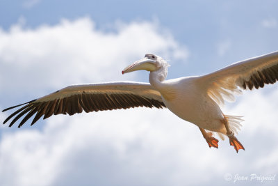 Beauval 2019