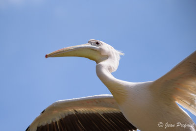 Beauval 2019