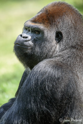 Beauval 2019