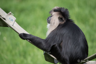 Beauval 2019