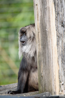 Beauval 2019