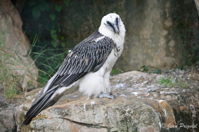Beauval 2019