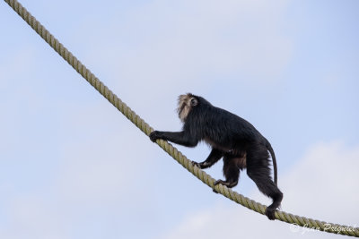 Beauval 2019