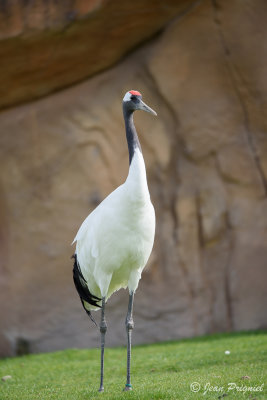 Beauval 2019
