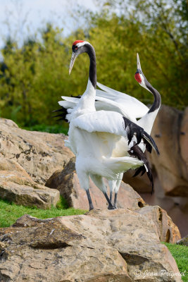 Beauval 2019