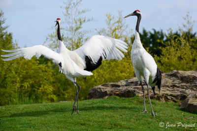 Beauval 2019