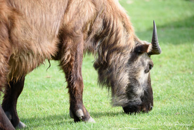 Beauval 2019