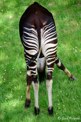 Beauval 2019