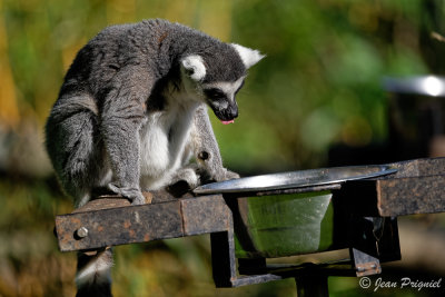 Beauval 2019