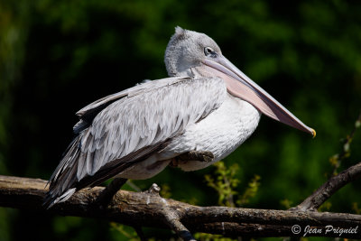 Beauval 2019