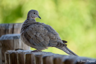 Beauval 2019