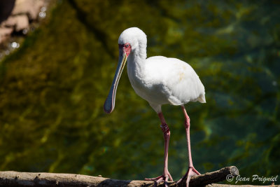 Beauval 2019