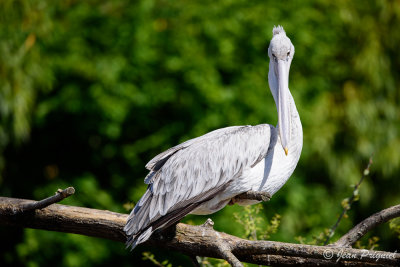 Beauval 2019