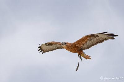 Beauval 2019