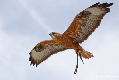 Beauval 2019