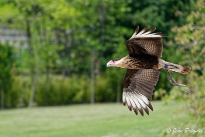 Beauval 2019
