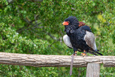 Beauval 2019
