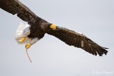 Beauval 2019