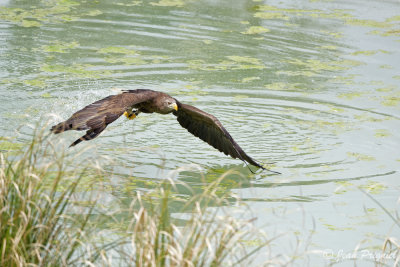Beauval 2019