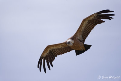 Beauval 2019