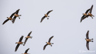 Beauval 2019