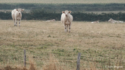 Auvergne