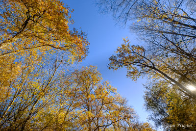 Automne 2020