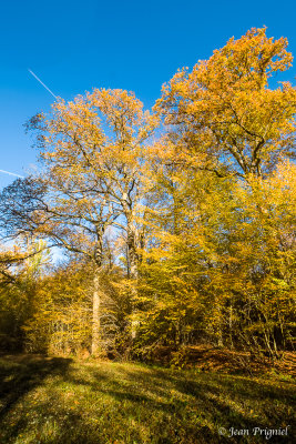 Automne 2020