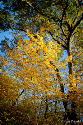 Automne 2020