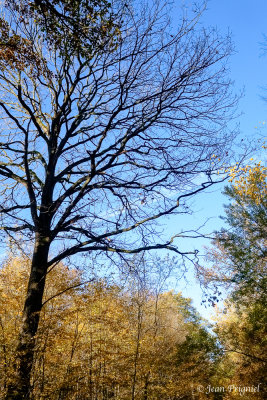 Automne 2020