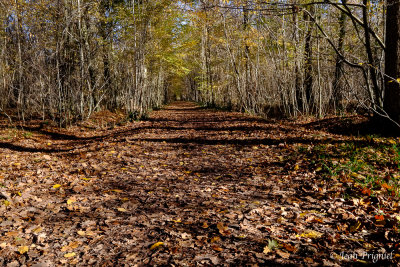 Automne 2020