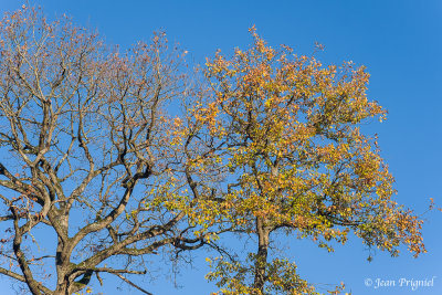 Automne 2020