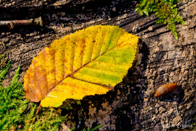 Automne 2020