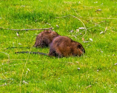 Muskrats