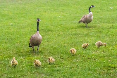 Canada Goose family