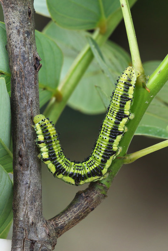 Orande-barred Sulphur Caterpillar