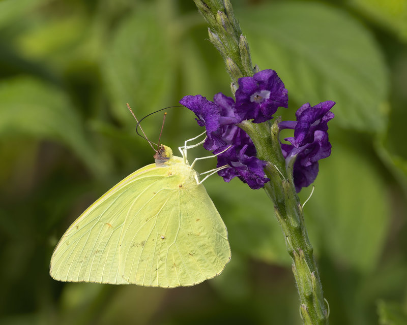 Orange-barrded Sulphur 